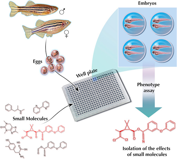 斑馬魚用于新型心血管藥物高通量篩選的研究 斑馬魚用于新型心血管藥物高通量篩選的研究