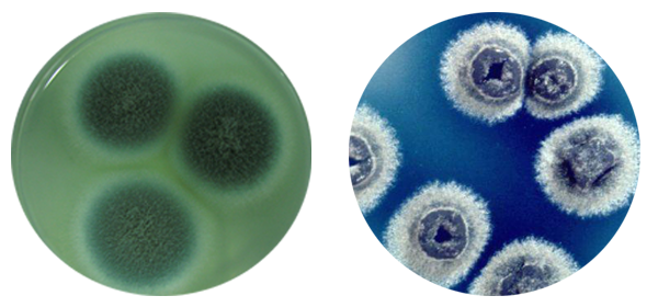 左:青霉素 右:鏈霉素 左:青霉素 右:鏈霉素