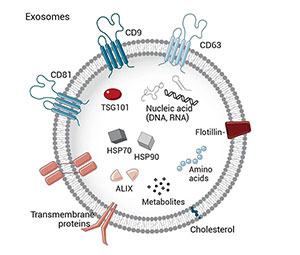 外泌體結(jié)構(gòu)圖 外泌體結(jié)構(gòu)圖